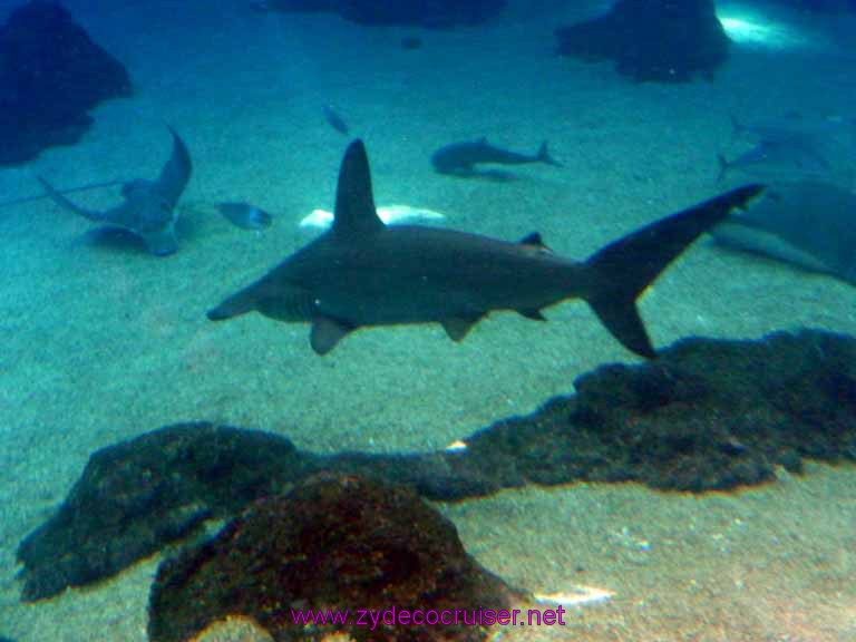 335: Carnival Spirit, Kahului, Maui, Maui Ocean Center, Hammerhead Shark