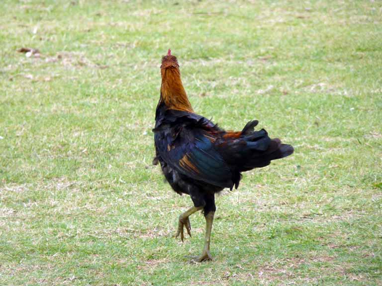 049: Carnival Spirit, Nawiliwili, Kauai, Hawaii, there are zillions of protected wild chickens (until they land on your property!)