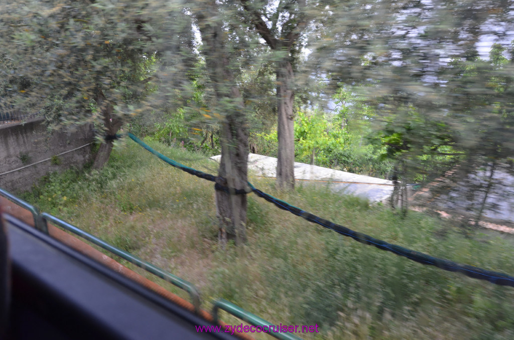 076: Carnival Sunshine Cruise, Naples, Leisurely Sorrento Tour, Netting at the base of olive trees that is opened and used to catch the olives when they fall.