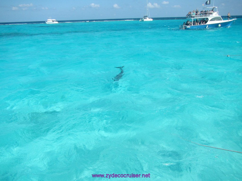 097: Carnival Sunshine Cruise, Nov 21, 2013, Grand Cayman, Sotos Cruises, Sting Ray Sandbar, Dolphin, 