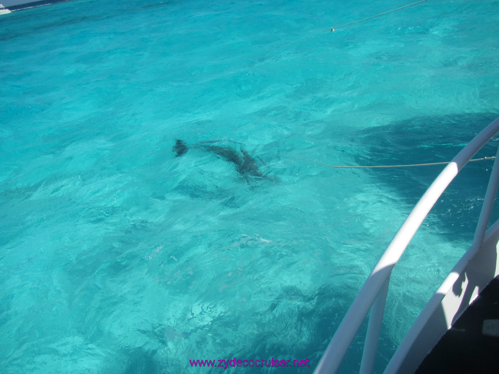 098: Carnival Sunshine Cruise, Nov 21, 2013, Grand Cayman, Sotos Cruises, Sting Ray Sandbar, Dolphin, 