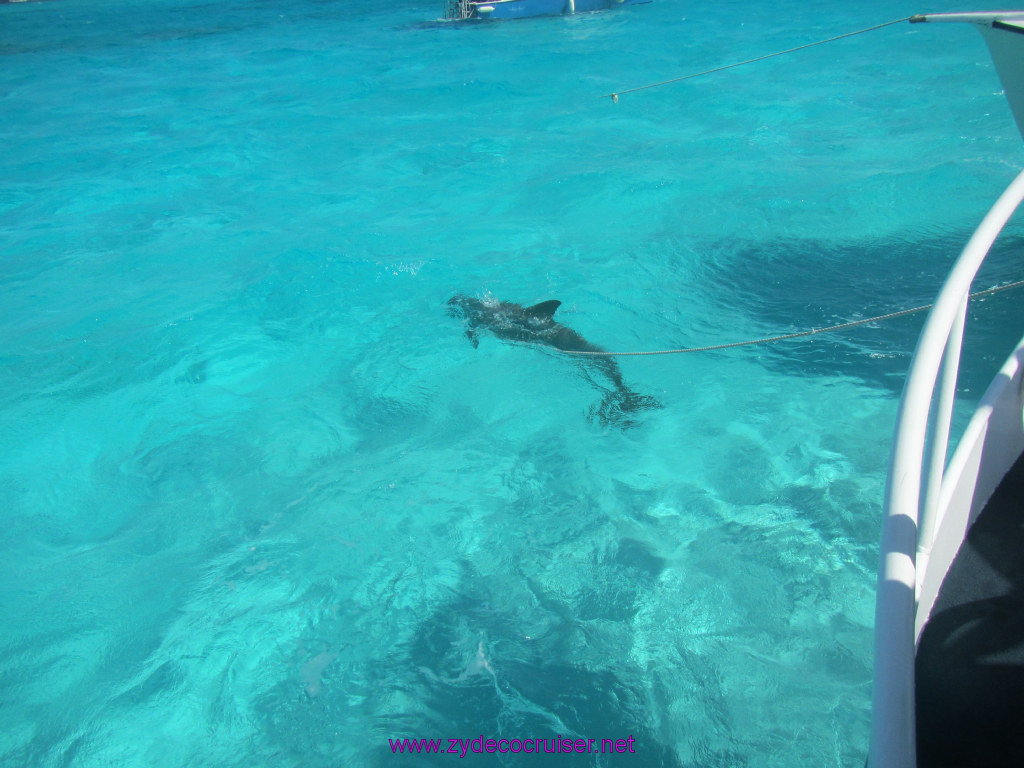 099: Carnival Sunshine Cruise, Nov 21, 2013, Grand Cayman, Sotos Cruises, Sting Ray Sandbar, Dolphin, 