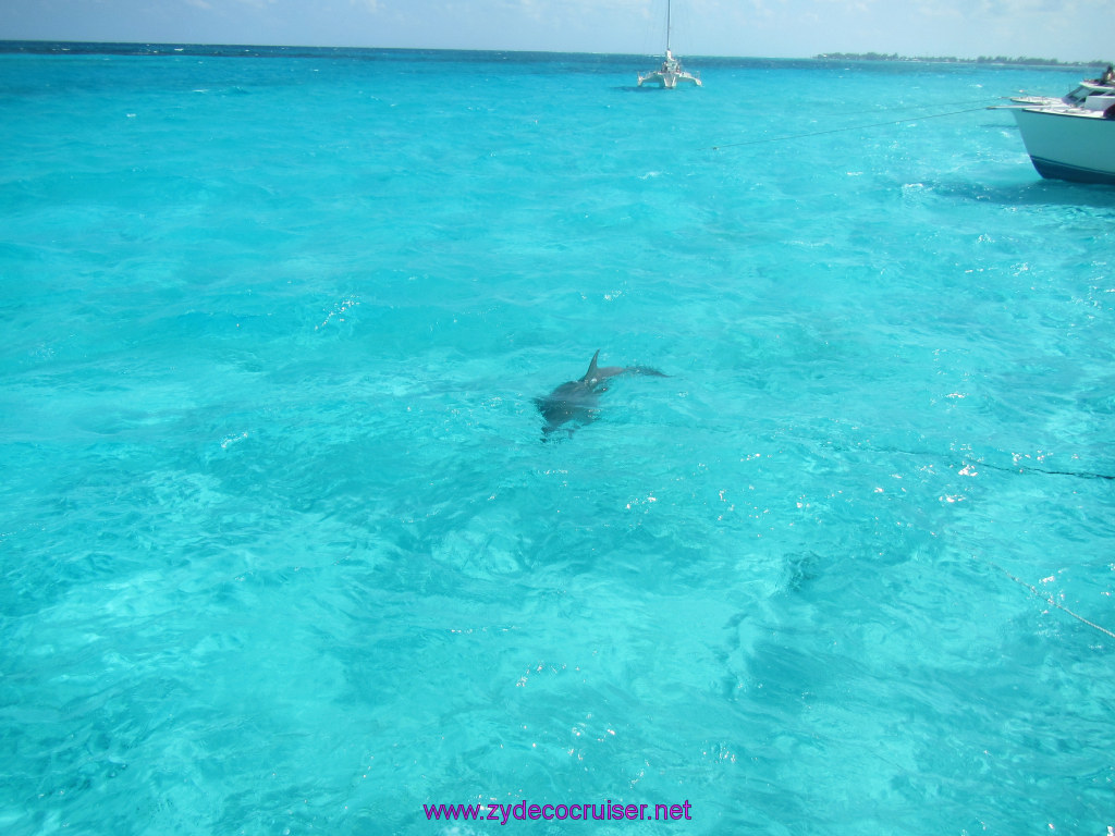 101: Carnival Sunshine Cruise, Nov 21, 2013, Grand Cayman, Sotos Cruises, Sting Ray Sandbar, Dolphin, 