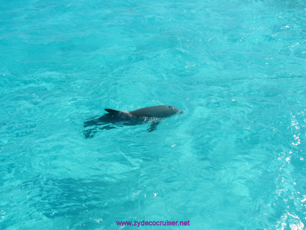 102: Carnival Sunshine Cruise, Nov 21, 2013, Grand Cayman, Sotos Cruises, Sting Ray Sandbar, Dolphin, 
