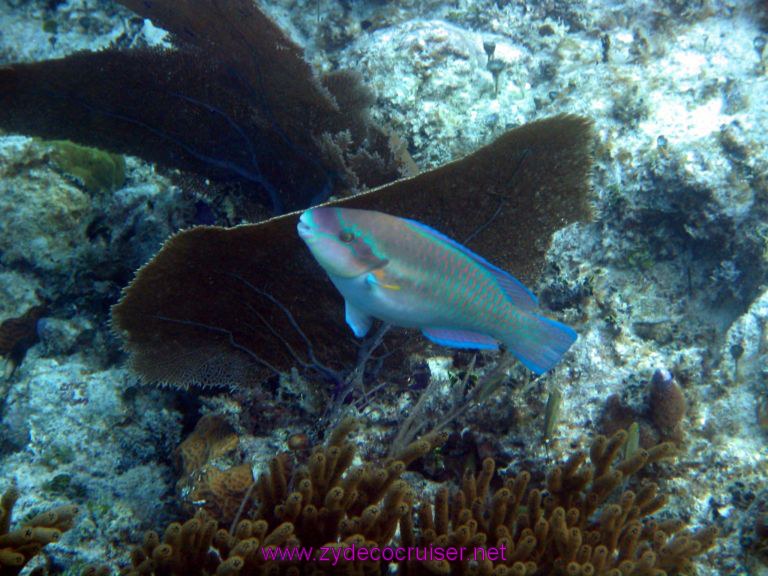 Parrotfish, Snorkeling, Costa Maya, Mexico