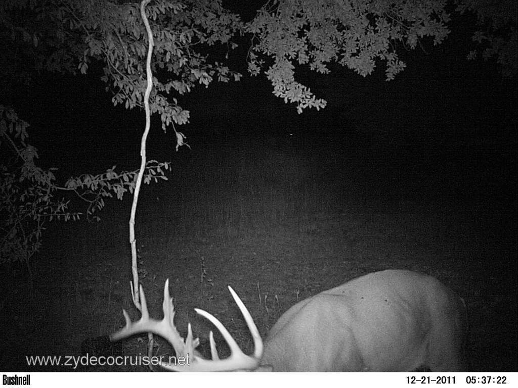 195: Christmas, 2011, Deer Friendly, Louisiana, Buck
