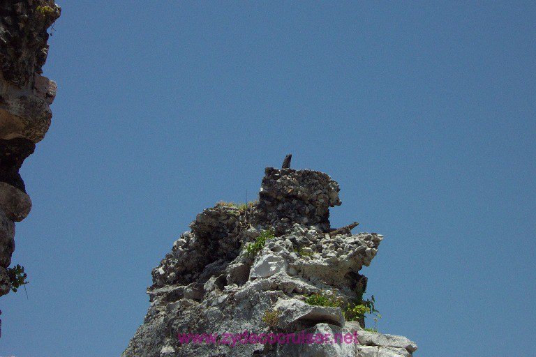 Iguanas guarding the rock