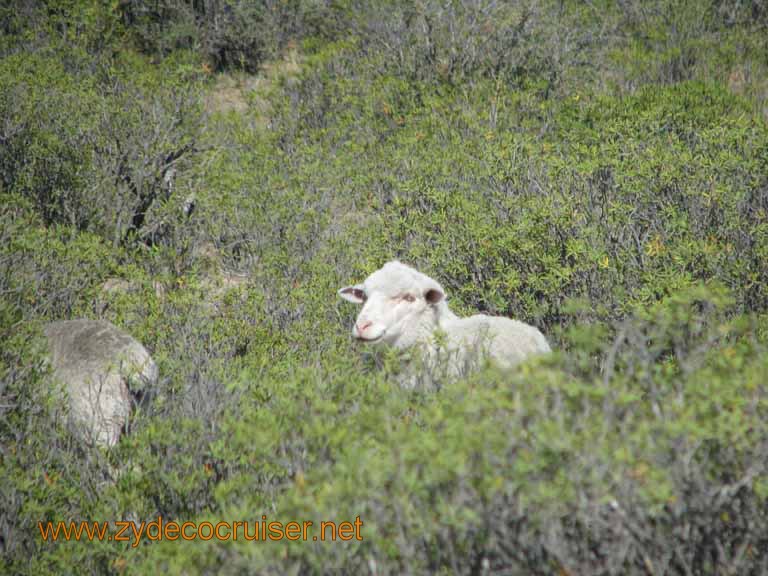 044: Carnival Splendor, Puerto Madryn, Penguins Paradise, Punta Tombo Tour - Sheep