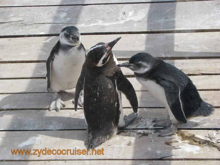 065: Carnival Splendor, Puerto Madryn, Penguins Paradise, Punta Tombo Tour - Magellanic penguins