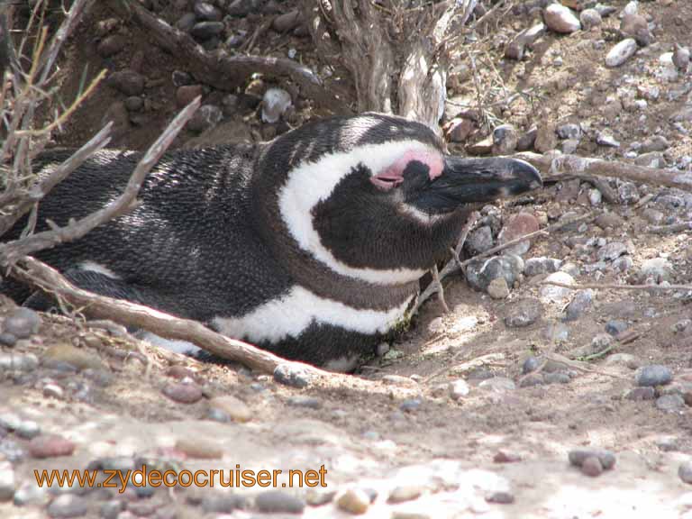 069: Carnival Splendor, Puerto Madryn, Penguins Paradise, Punta Tombo Tour - Magellanic penguin