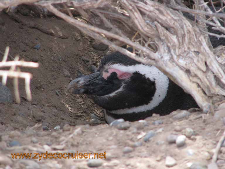 071: Carnival Splendor, Puerto Madryn, Penguins Paradise, Punta Tombo Tour - Magellanic penguin
