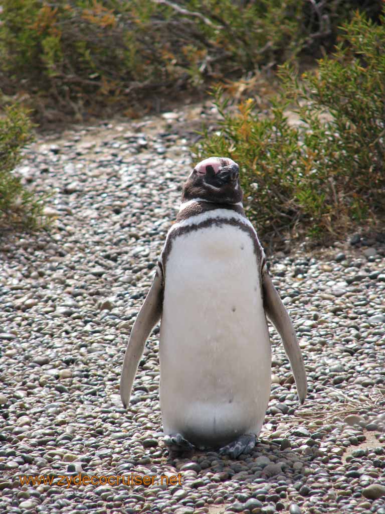 074: Carnival Splendor, Puerto Madryn, Penguins Paradise, Punta Tombo Tour - Magellanic penguin