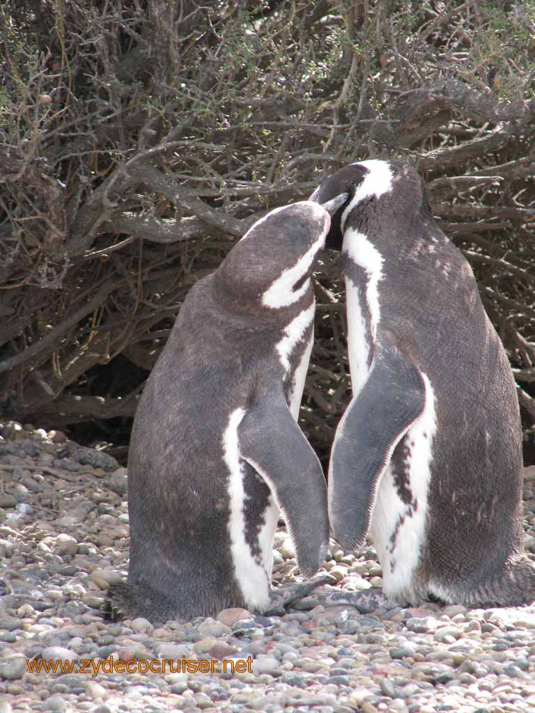 075: Carnival Splendor, Puerto Madryn, Penguins Paradise, Punta Tombo Tour - Magellanic penguins