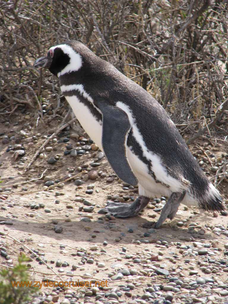 077: Carnival Splendor, Puerto Madryn, Penguins Paradise, Punta Tombo Tour - Magellanic penguin