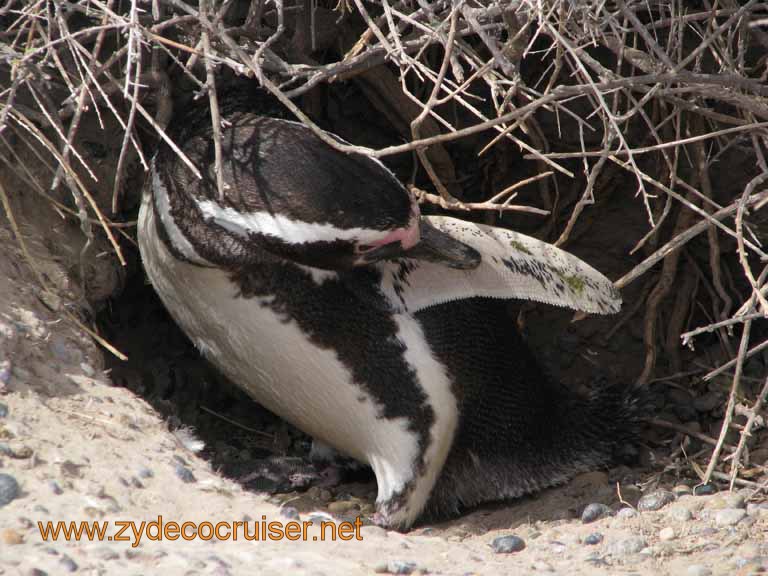 080: Carnival Splendor, Puerto Madryn, Penguins Paradise, Punta Tombo Tour - Magellanic penguin