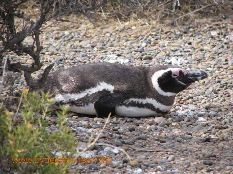 081: Carnival Splendor, Puerto Madryn, Penguins Paradise, Punta Tombo Tour - Magellanic penguin