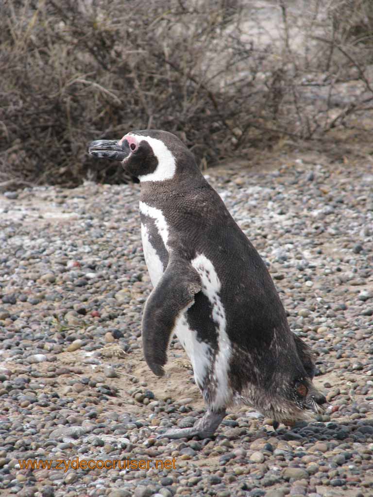 083: Carnival Splendor, Puerto Madryn, Penguins Paradise, Punta Tombo Tour - Magellanic penguin