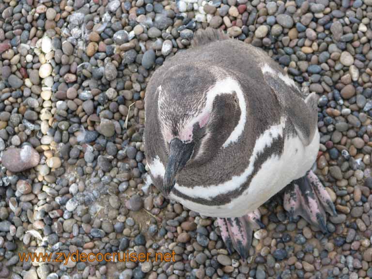 089: Carnival Splendor, Puerto Madryn, Penguins Paradise, Punta Tombo Tour - Magellanic penguin