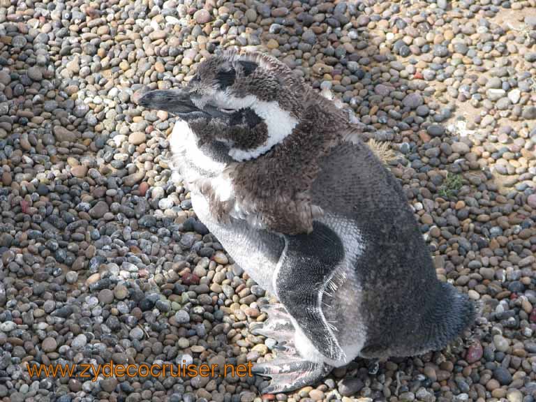 091: Carnival Splendor, Puerto Madryn, Penguins Paradise, Punta Tombo Tour - Magellanic penguin