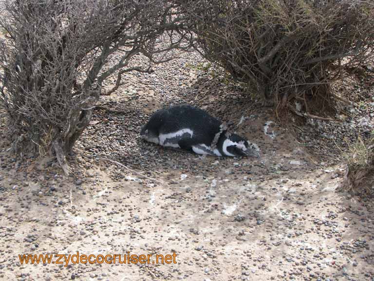 092: Carnival Splendor, Puerto Madryn, Penguins Paradise, Punta Tombo Tour - Magellanic penguin