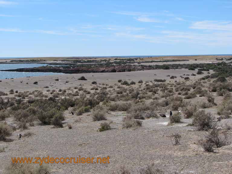 096: Carnival Splendor, Puerto Madryn, Penguins Paradise, Punta Tombo Tour - 