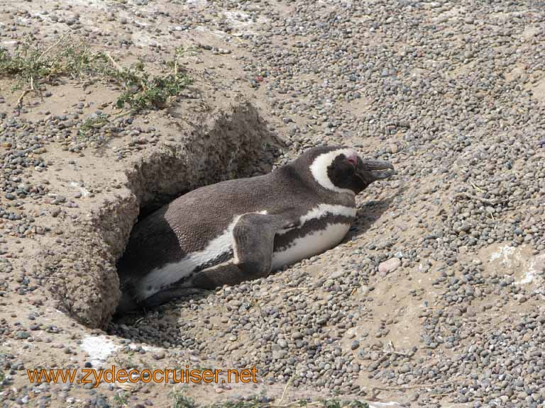 102: Carnival Splendor, Puerto Madryn, Penguins Paradise, Punta Tombo Tour - Magellanic penguin