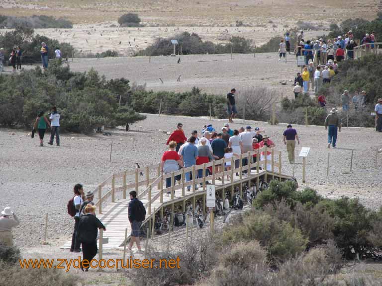 105: Carnival Splendor, Puerto Madryn, Penguins Paradise, Punta Tombo Tour - 