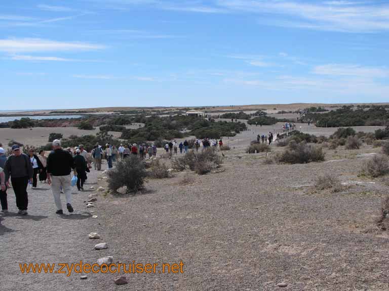 106: Carnival Splendor, Puerto Madryn, Penguins Paradise, Punta Tombo Tour - 