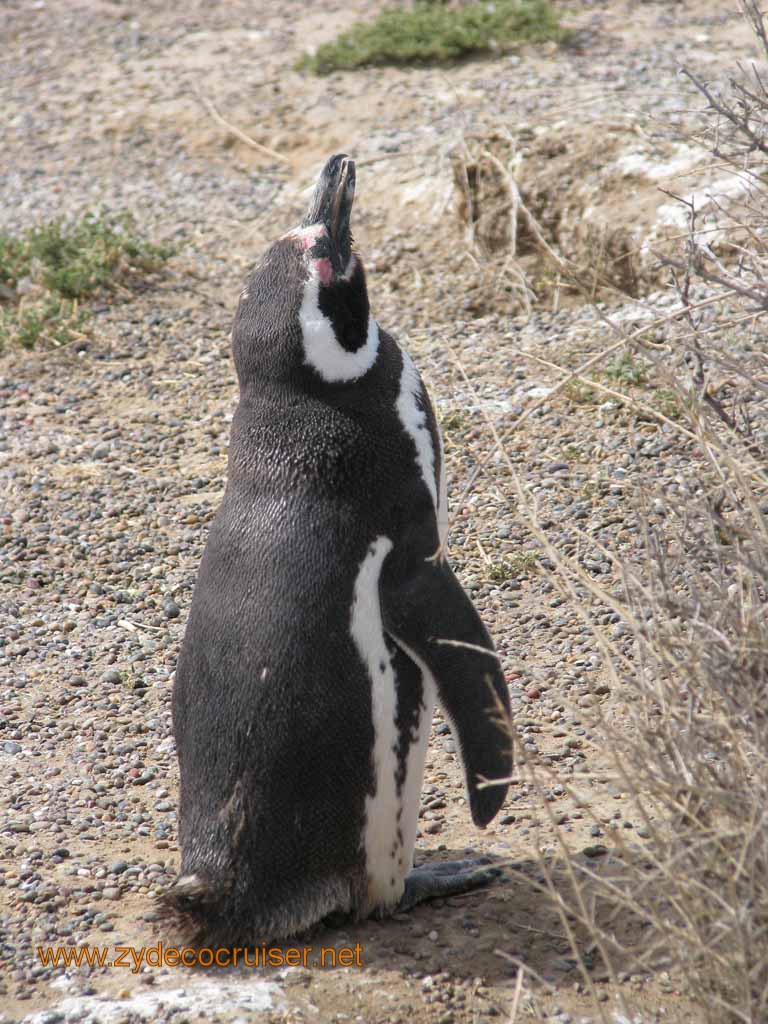 107: Carnival Splendor, Puerto Madryn, Penguins Paradise, Punta Tombo Tour - Magellanic penguin