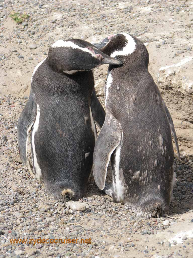 111: Carnival Splendor, Puerto Madryn, Penguins Paradise, Punta Tombo Tour - Magellanic penguins