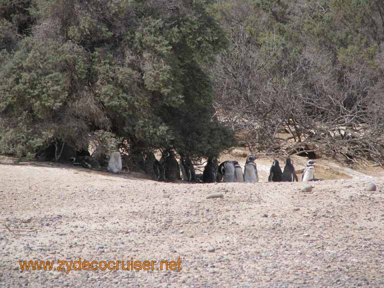 119: Carnival Splendor, Puerto Madryn, Penguins Paradise, Punta Tombo Tour - Magellanic penguins