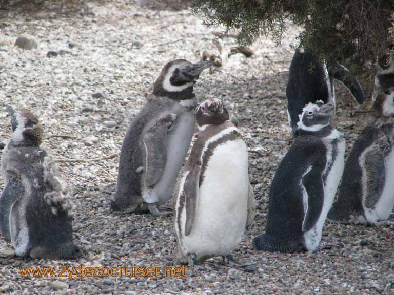 123: Carnival Splendor, Puerto Madryn, Penguins Paradise, Punta Tombo Tour - Magellanic penguins