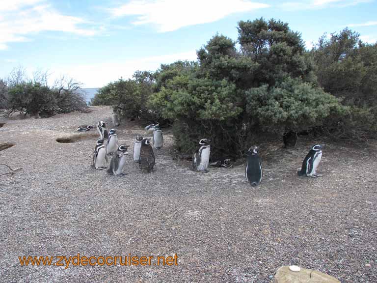 124: Carnival Splendor, Puerto Madryn, Penguins Paradise, Punta Tombo Tour - Magellanic penguins