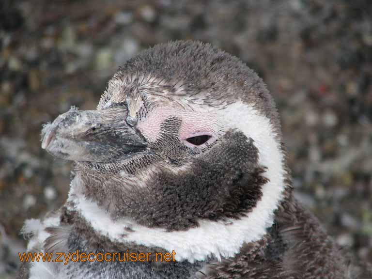125: Carnival Splendor, Puerto Madryn, Penguins Paradise, Punta Tombo Tour - Magellanic penguin