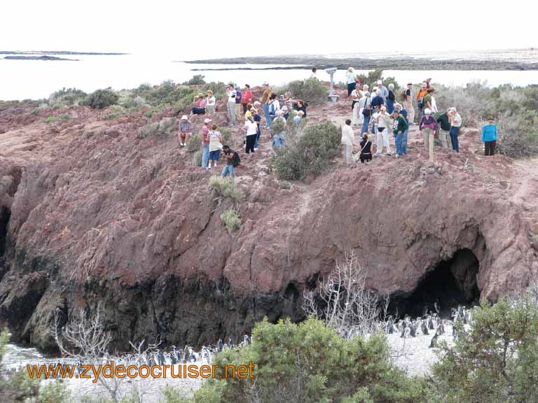 126: Carnival Splendor, Puerto Madryn, Penguins Paradise, Punta Tombo Tour - 