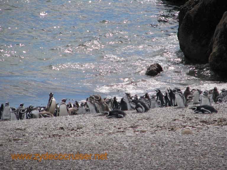 128: Carnival Splendor, Puerto Madryn, Penguins Paradise, Punta Tombo Tour - Magellanic penguins