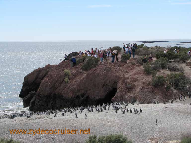 129: Carnival Splendor, Puerto Madryn, Penguins Paradise, Punta Tombo Tour - Magellanic penguins