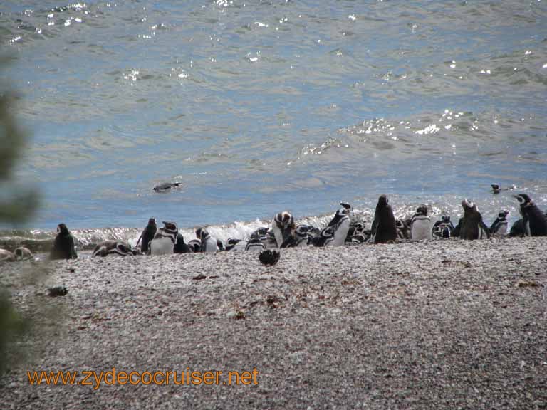 130: Carnival Splendor, Puerto Madryn, Penguins Paradise, Punta Tombo Tour - Magellanic penguins