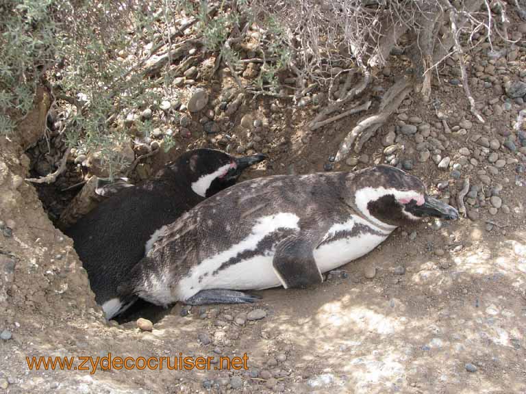 132: Carnival Splendor, Puerto Madryn, Penguins Paradise, Punta Tombo Tour - Magellanic penguin