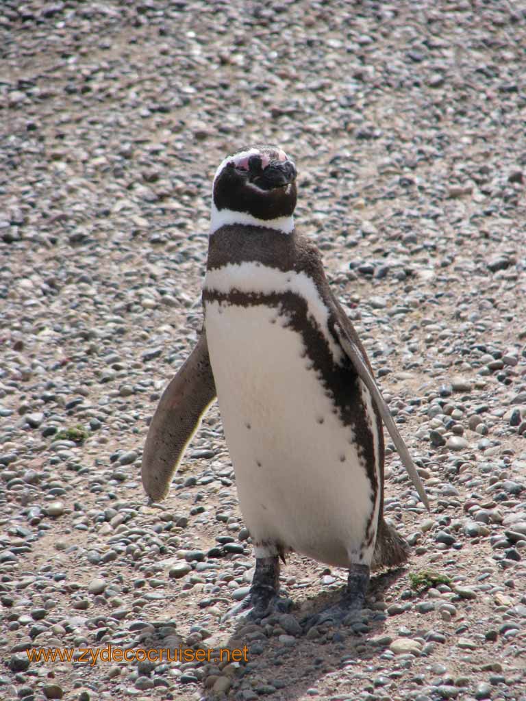 135: Carnival Splendor, Puerto Madryn, Penguins Paradise, Punta Tombo Tour - Magellanic penguin