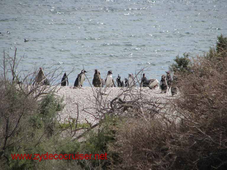 136: Carnival Splendor, Puerto Madryn, Penguins Paradise, Punta Tombo Tour - Magellanic penguins