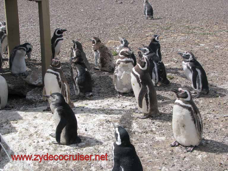 137: Carnival Splendor, Puerto Madryn, Penguins Paradise, Punta Tombo Tour - Magellanic penguins