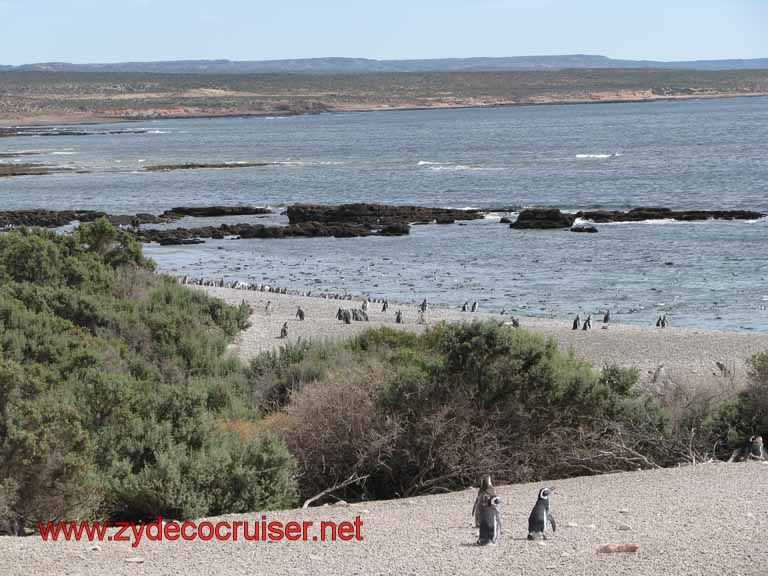138: Carnival Splendor, Puerto Madryn, Penguins Paradise, Punta Tombo Tour - Magellanic penguins