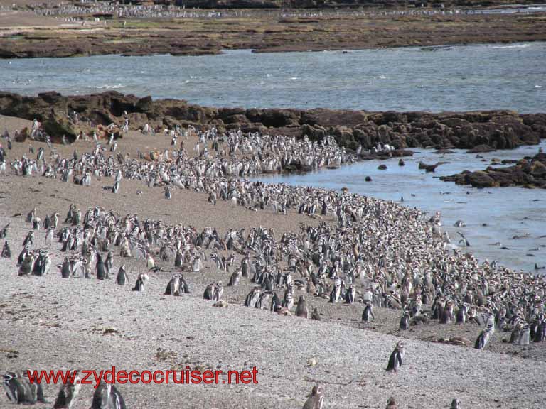 139: Carnival Splendor, Puerto Madryn, Penguins Paradise, Punta Tombo Tour - Lots of Magellanic penguins