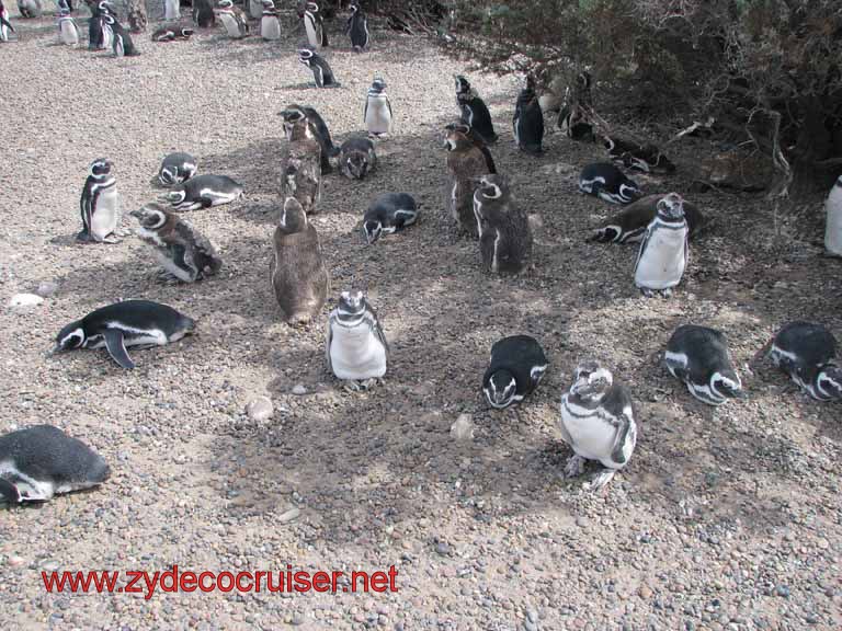 140: Carnival Splendor, Puerto Madryn, Penguins Paradise, Punta Tombo Tour - Magellanic penguins