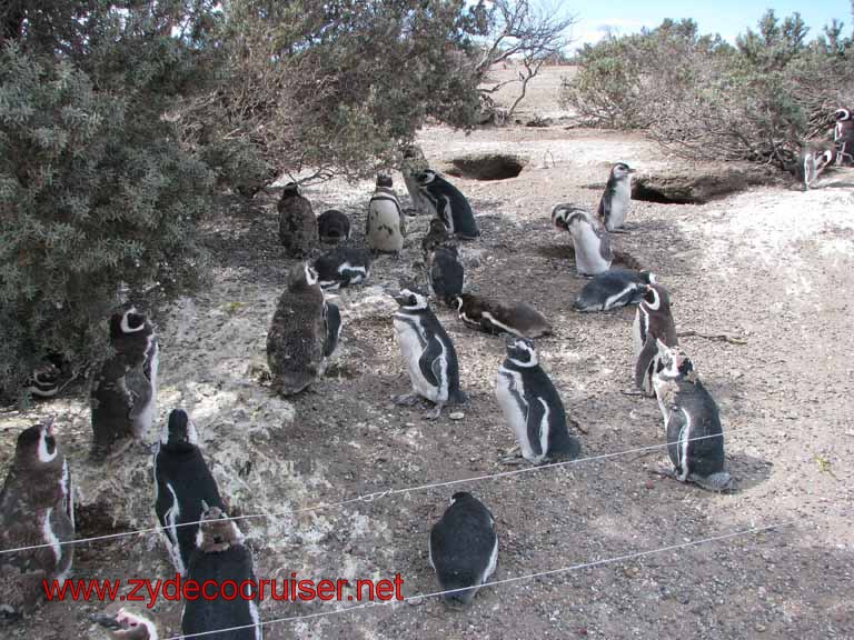 141: Carnival Splendor, Puerto Madryn, Penguins Paradise, Punta Tombo Tour - Magellanic penguins