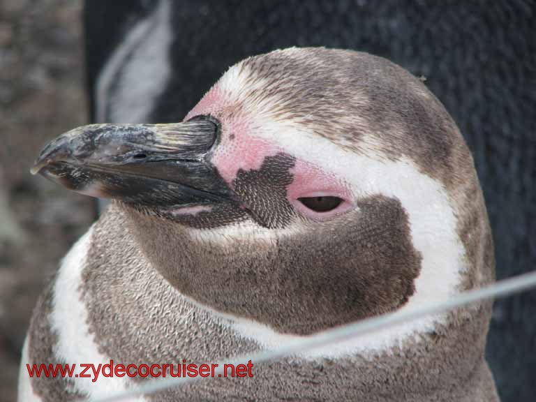 142: Carnival Splendor, Puerto Madryn, Penguins Paradise, Punta Tombo Tour - Magellanic penguin