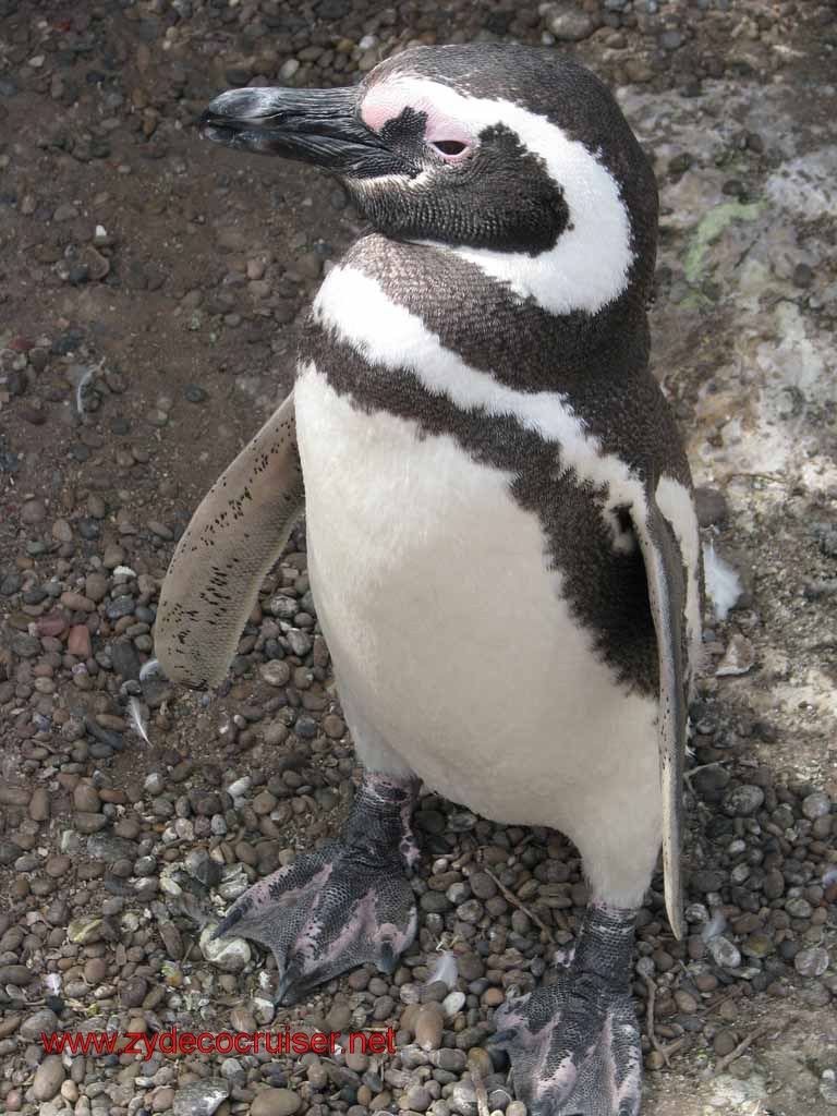 143: Carnival Splendor, Puerto Madryn, Penguins Paradise, Punta Tombo Tour - Magellanic penguin