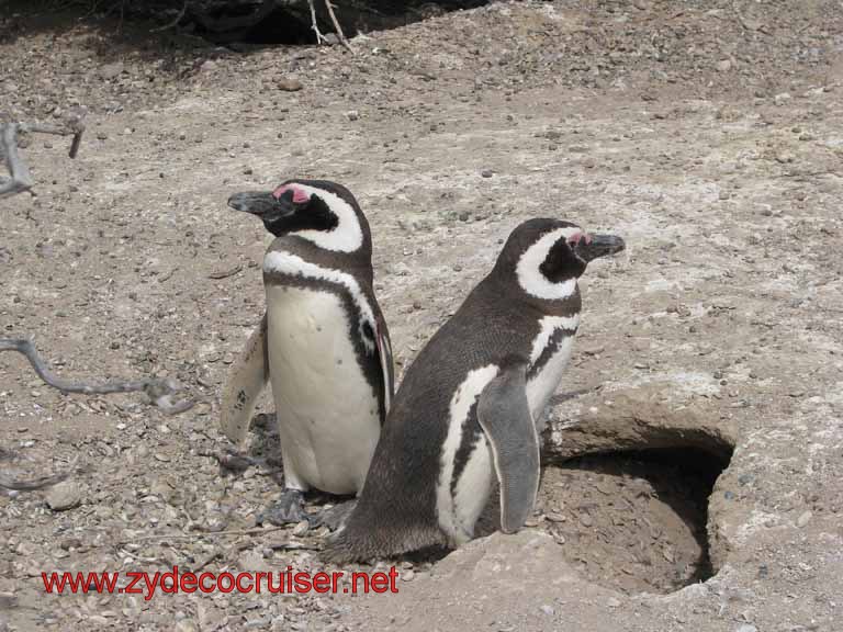 144: Carnival Splendor, Puerto Madryn, Penguins Paradise, Punta Tombo Tour - Magellanic penguins