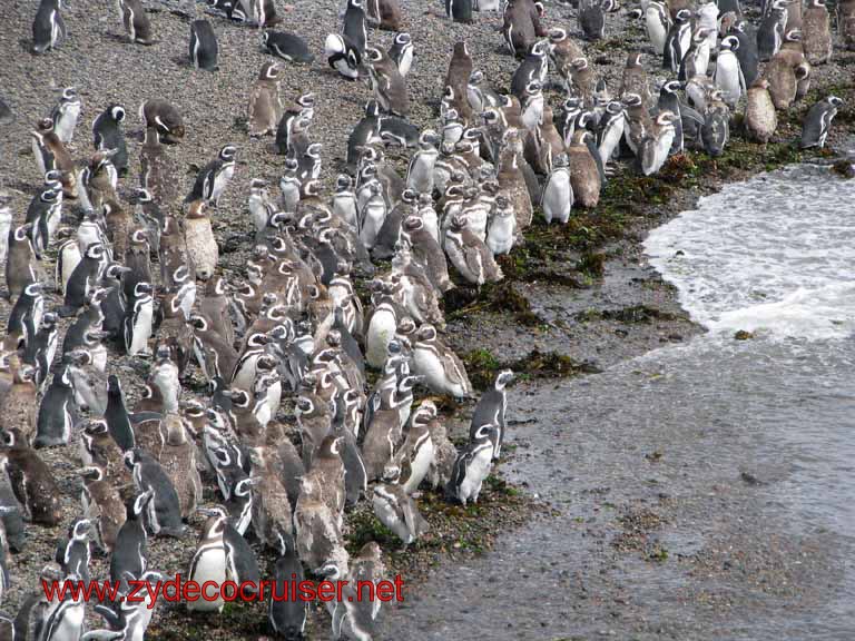 146: Carnival Splendor, Puerto Madryn, Penguins Paradise, Punta Tombo Tour - Magellanic penguins